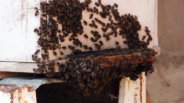 Imagen de archivo de un enjambre de abejas