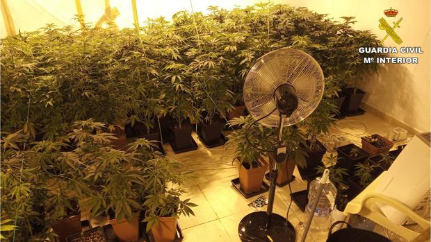 Plantas de marihuana intervenidas por la Guardia Civil en la vivienda de La Nucía