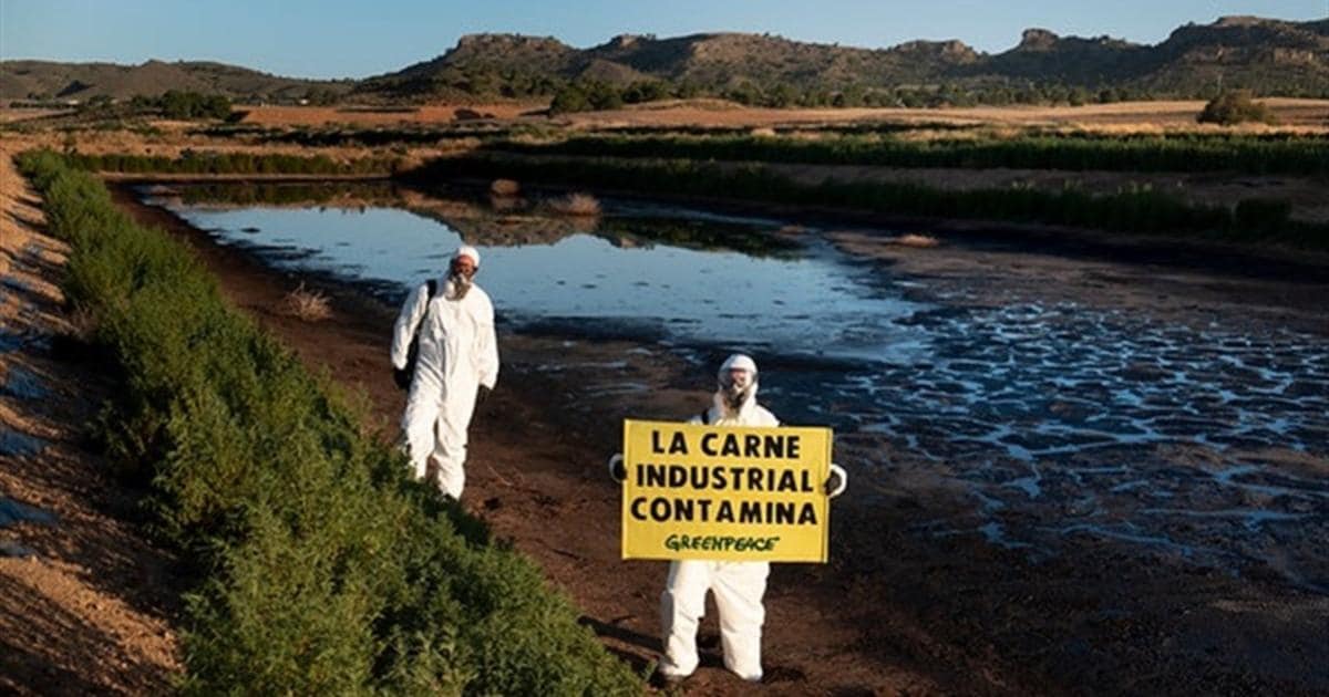 Greenpeace entra en la macrogranja de cerdos en Hellín, «la más contaminante  de España»