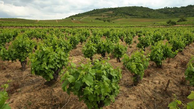 Viñedos de la D.O. Bierzo, en una imagen de archivo