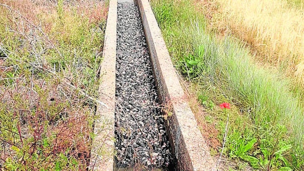 Centenas de topillos muertos en una acequia de la provincia de Palencia