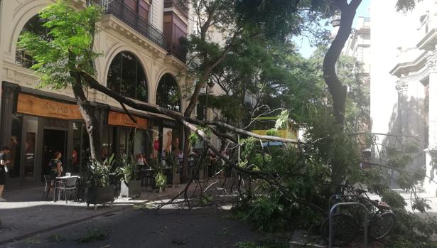 El árbol caído en la calle Sant Vicent Màrtir, este sábado
