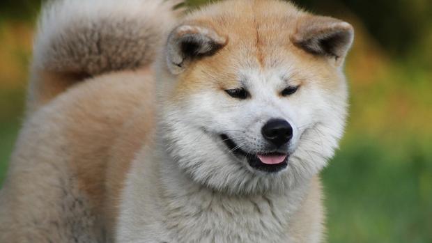 Un can de la raza akita inu, en una imagen de archivo