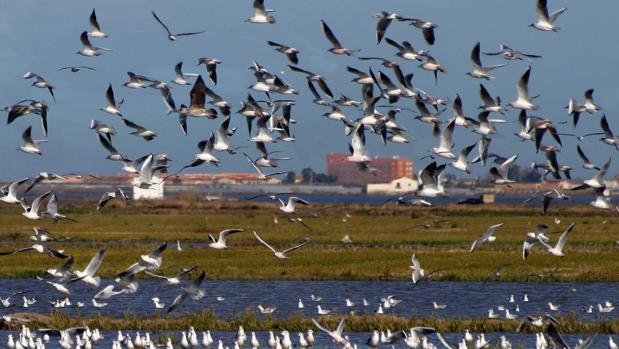 Imagen de archivo de las gaviotas en la Albufera