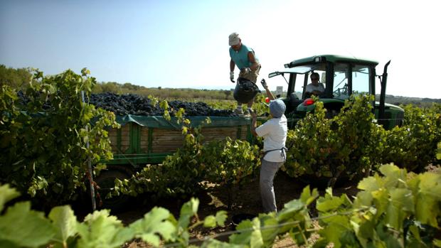 Trabajadores recogiendo la uva en una vendimia de años anteriores