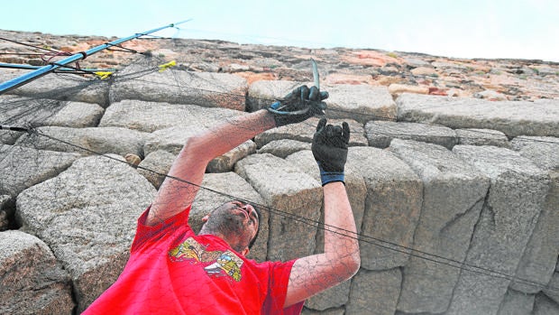 Red con la que capturan a los vencejos junto al Acueducto