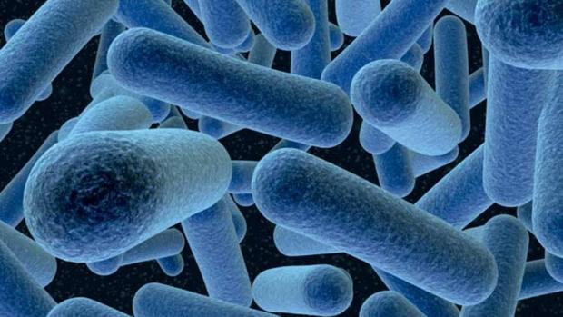 La listeria es resistente al medio ácido y a la salinidad. La bacteria es incluso capaz de crecer a bajas temperaturas