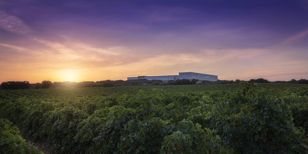 Cuatro vinos de Finca Antigua, calificados como «excelentes» por la Guía Peñín