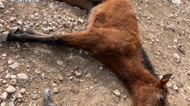 El potro cuando aún estaba vivo y bloqueaba un camino vecinal, poco antes de su muerte