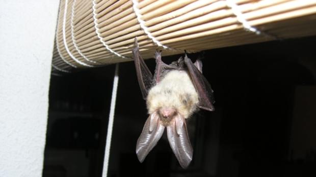 Un murciélago orejudo en la persiana de una vivienda