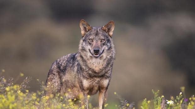 Galicia Alega Contra La Inclusión Del Lobo Entre Las Especies ...