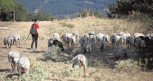 Carolina leads the herd, on a livestock road in Guadarrama