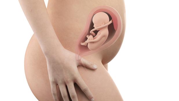 El Embarazo Semana A Semana Asi Esta El Bebe En La Semana 26