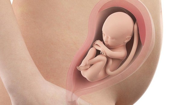 26 semanas madre embarazo peso