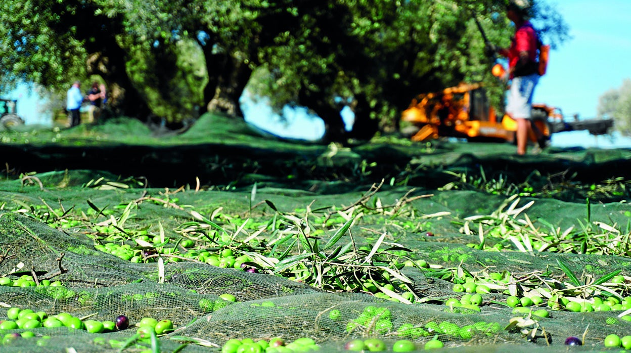 Alamazara-oliva-uno-kqkh--1248x698@abc