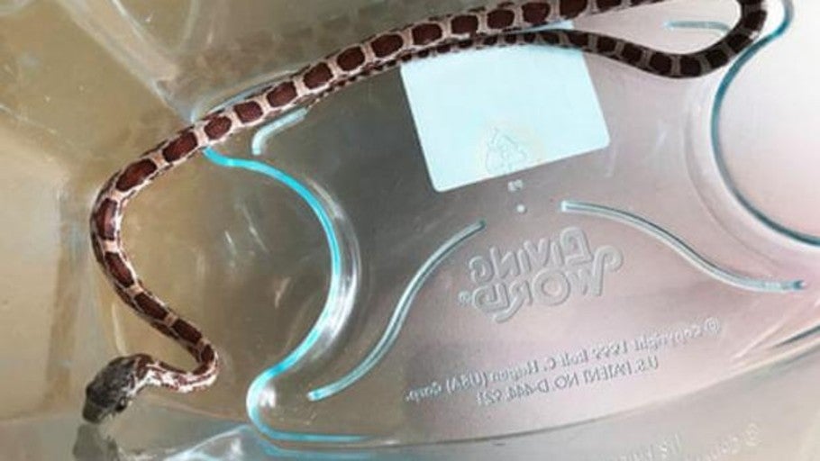 Inquietud en un McDonald's tras encontrar una serpiente en una caja de comida para llevar