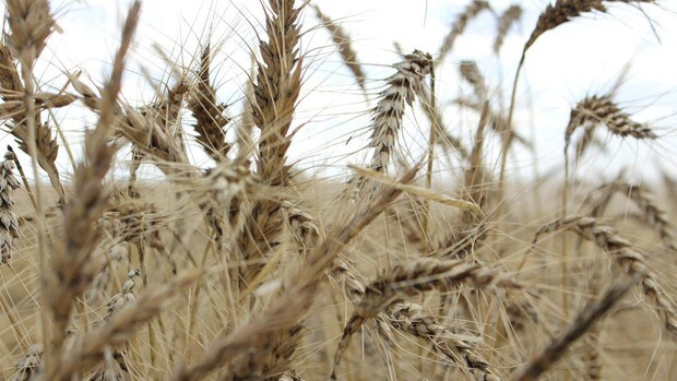 El G-7 teme que la prohibición de India de exportar trigo provoque una crisis mundial de suministro