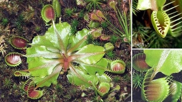 Dionaea muscipula