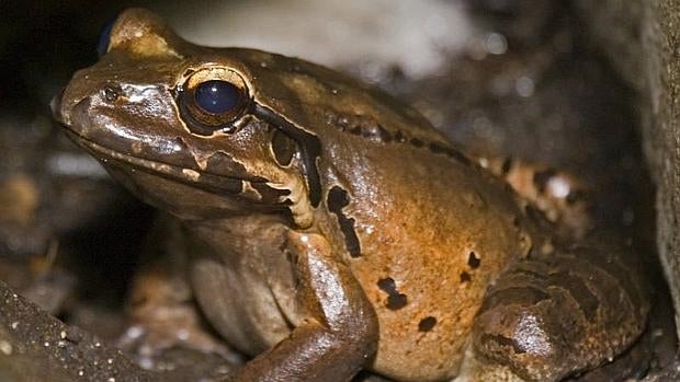 Los científicos no se explican como el macho y la hembra de rana gigante de Montserrat han resistido la incidencia del hongo que está diezmando la población de anfibios a nivel mundial