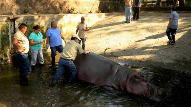 «Gustavito» llegó al Parque Zoológico Nacional de El Salvador en 2004