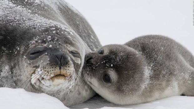 La prohibición de importar productos de foca no afecta a aquellos que son el resultado de la cacería tradicionalmente realizada por las comunidades autóctonas