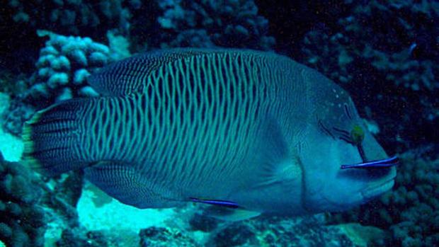 Pez limpiador Napoleón (Chelinus undulatus)
