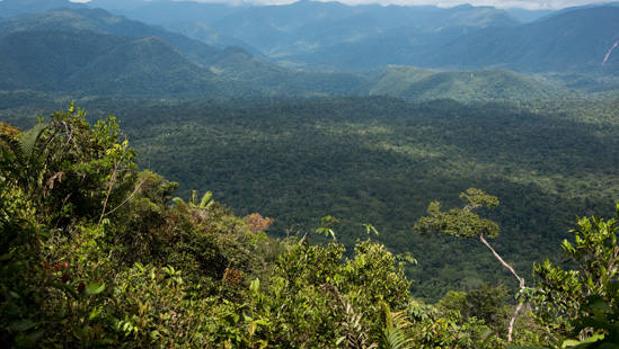 Bosque del Parque Nacional Yanachaga-Chemillén (Perú)