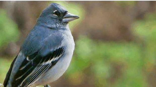 El pinzón azul de Gran Canaria llegó a tener menos de 200 ejemplares en 2008