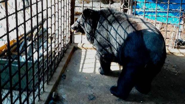 Oso negro asiático