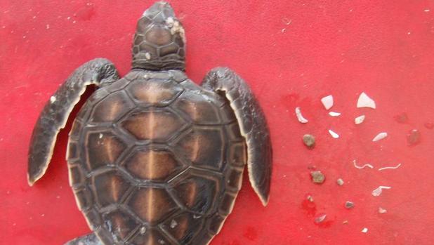 La Probabilidad De Que Una Tortuga Marina Muera Tras Ingerir Una Sola Pieza De Plastico Es Del 22