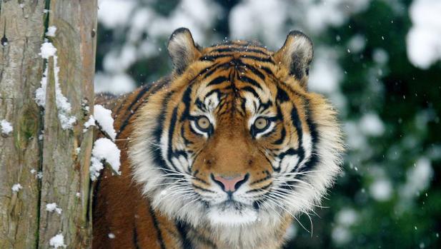 China Levanta La Prohibicion Del Uso De Hueso De Tigre Y Cuerno De Rinoceronte