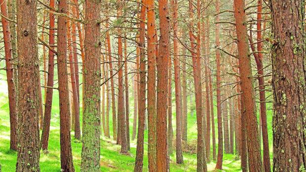Presentan la primera base de datos mundial de vegetación de la Tierra