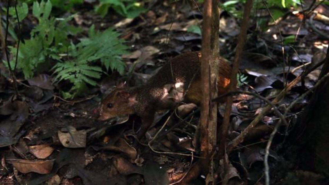 Repueblan El Mayor Bosque Urbano Del Mundo Con Especies Animales Extintas