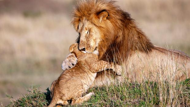 Un león adulto macho abraza a su cachorro