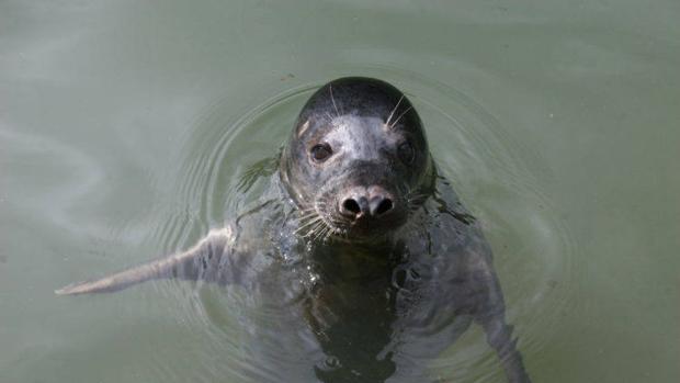 Las focas grises pueden imitar partes de melodías humanas