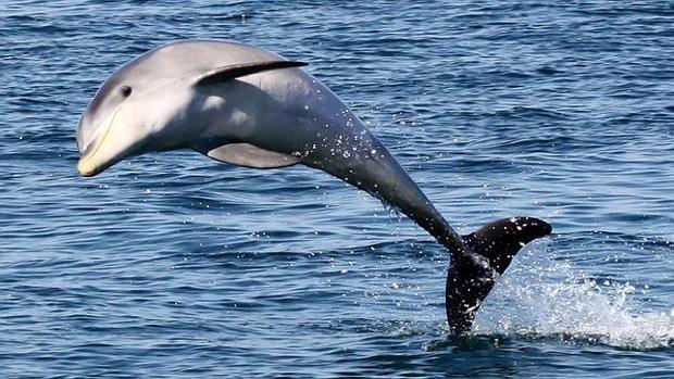 Cierran Una Playa En Francia Por Un Delfin En Celo Que Queria Tener Sexo Con Los Banistas