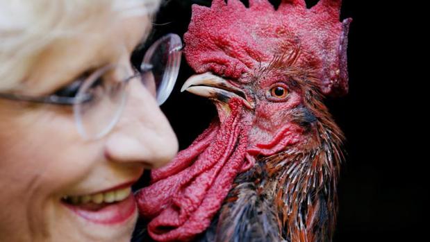 gallo-maurice-kFlC--620x349@abc.jpg