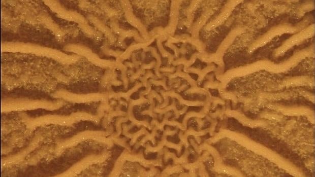 Las bacterias cooperan para defenderse de los antibióticos