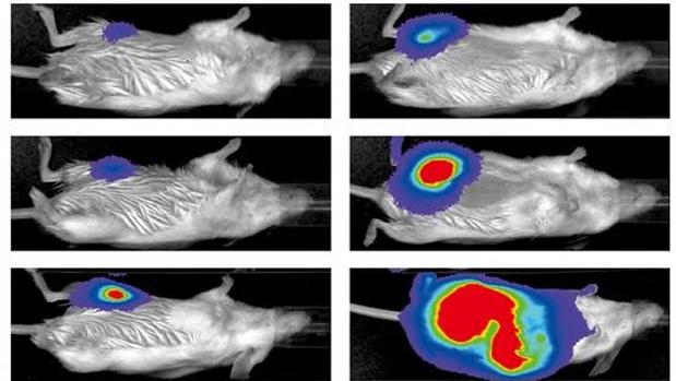 Imagen por bioluminiscencia del crecimiento tumoral a dosis altas (derecha) y dosis bajas (izquierda) de quimioterapia
