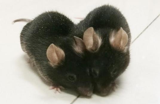 Ratones unidos quirúrgicamente