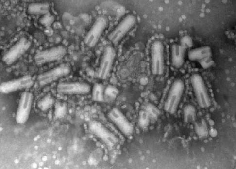Rabdovirus Maraba