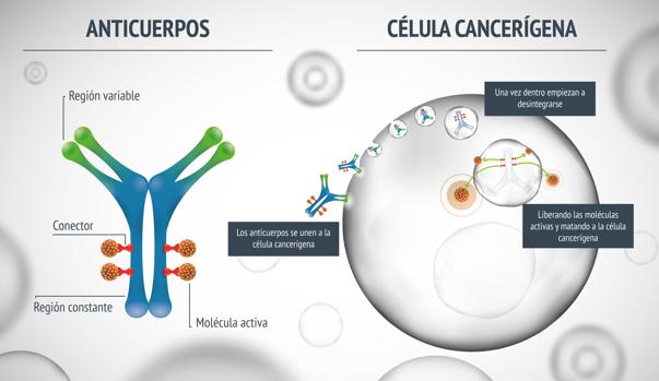 Funcionamiento de los anticuerpos conjugados