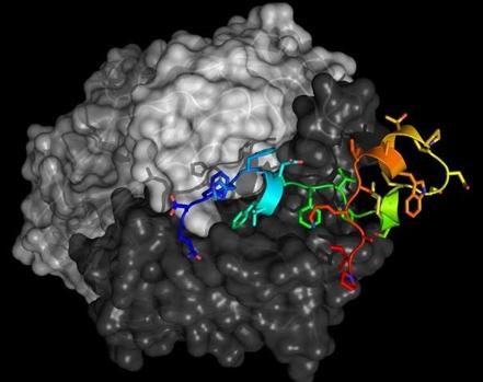 Unión del anticuerpo a la glicoproteína G del VRS