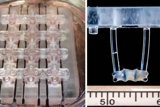 La imagen de la izquierda muestra la plataforma de tejido que permite a los investigadores estimular el tejido en crecimiento. La imagen de la derecha es un primer plano del tejido en crecimiento unido a la plataforma.