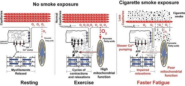 Provoca cigarro humo del que danos el