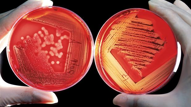 Cultivo de bacterias