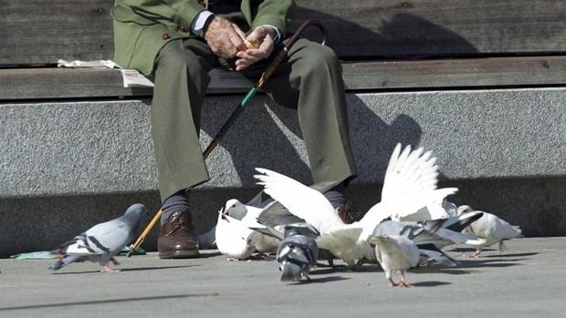 Dar de comer a palomas y gatos callejeros ponen en riesgo la salud