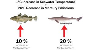 El cambio climático aumenta la exposición humana mercurio del pescado