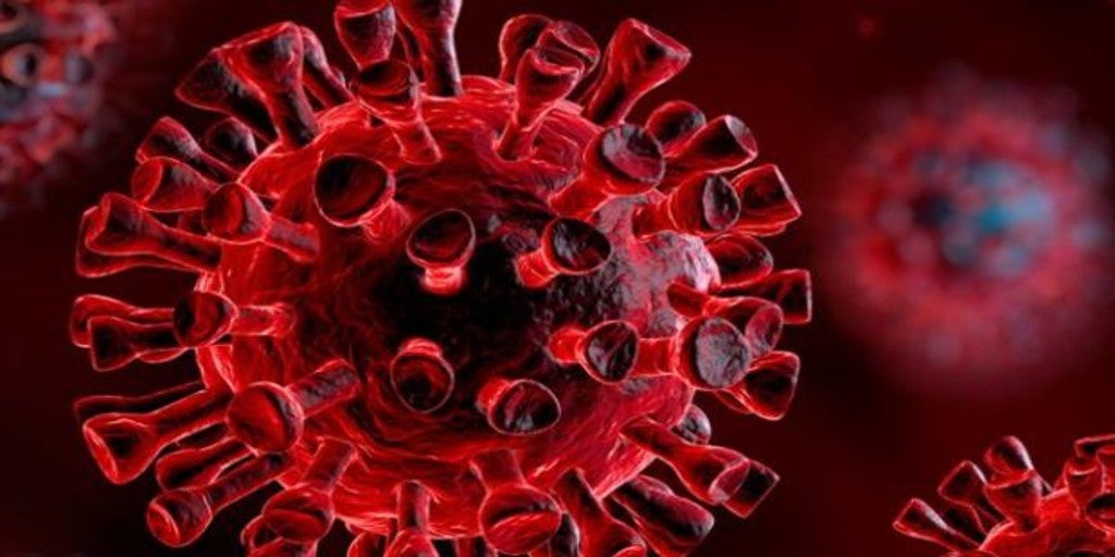 Descubren anticuerpos humanos que bloquean el coronavirus en las células