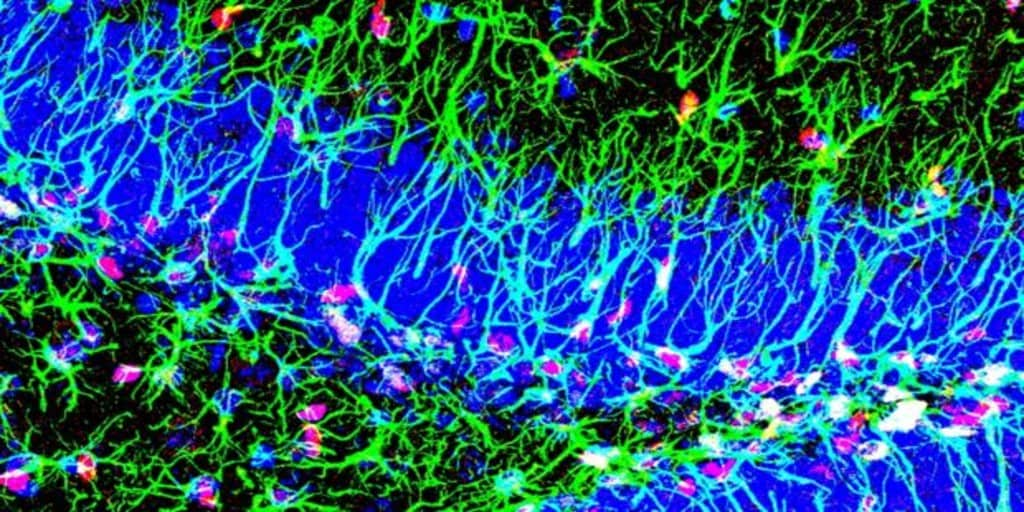 Discovered A New Mechanism To Activate Adult Brain Stem Cells - Archyde